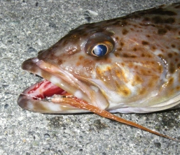 Brown fish, brown fly Brown fish, brown fly