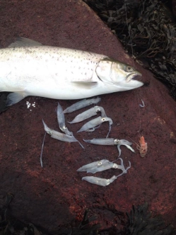 A Danish sea trout and its last meal A Danish sea trout and its last meal