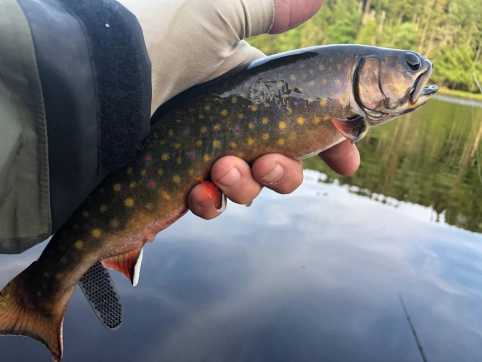 Brook trout Brook trout