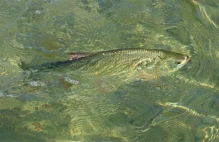 Ide and the Copper Bully Ide and the Copper Bully