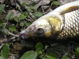 French chub French chub