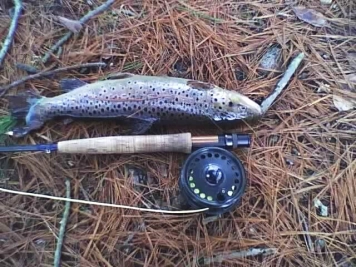 Largest Fish Largest Fish