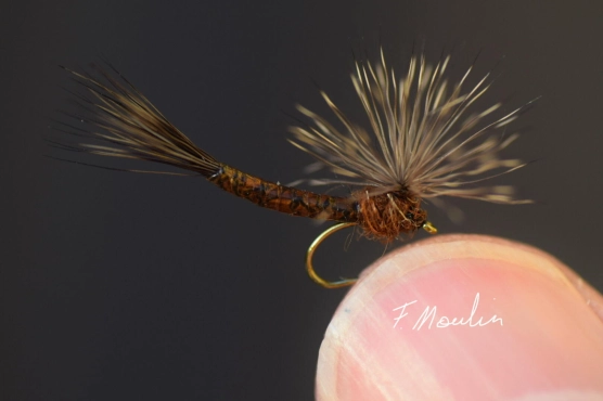 One of the first mayflies One of the first mayflies