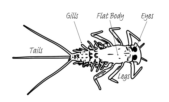 Basic stone clinger anatomy Basic stone clinger anatomy