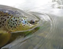 User submitted picture: Battle Scarred