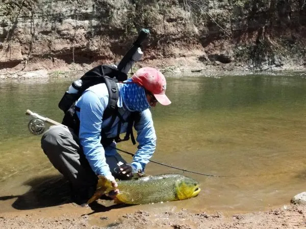 User submitted picture: Golden Dorado Fishing in ...