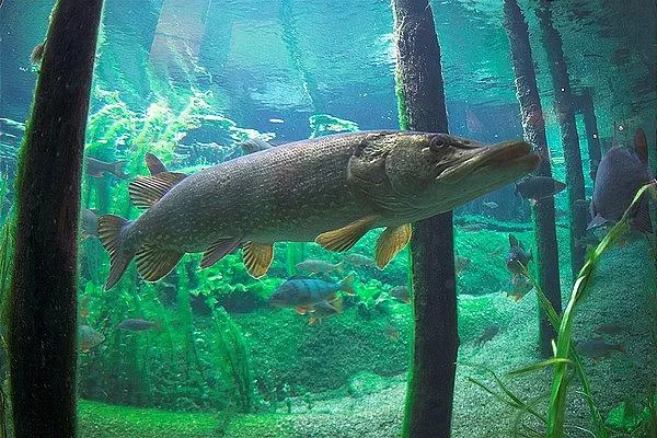 User submitted picture: Pike in the Danish freshw...