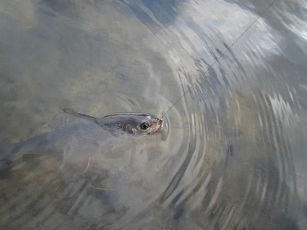 User submitted picture: Karsten Frederiksen's wi...